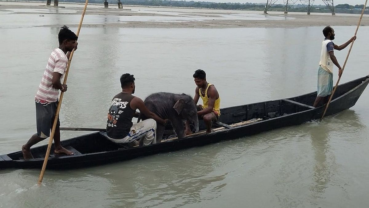 নদীতে ভেসে যাওয়া ছোট্ট হাতিকে পৌঁছে দেওয়া হলো মা হাতির কাছে