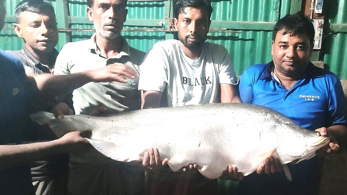 নাটোরে বড়শিতে ধরা পড়ল সাড়ে ১৩ কেজি ওজনের চিতল মাছ