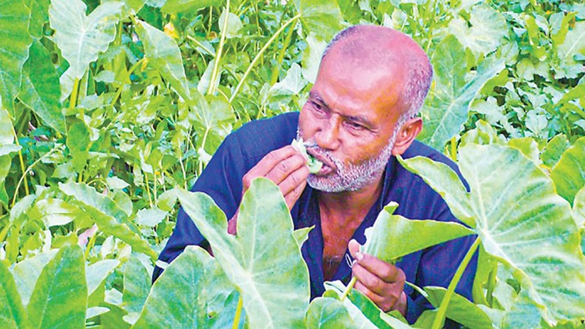 ২৬ বছর ধরে লতাপাতা খেয়ে জীবনযাপন