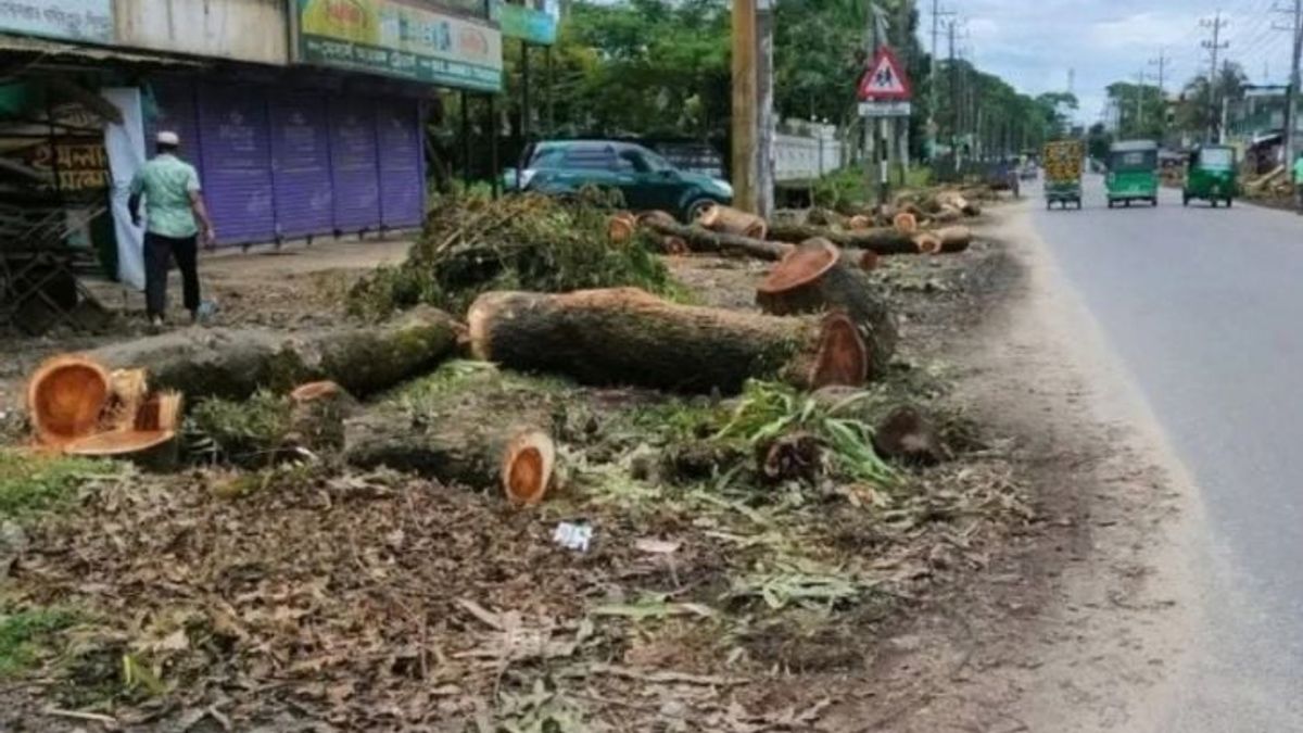 সওজ বলছে অনুমোদন নেই, বন বিভাগ কাটছে তবু সিলেট-তামাবিল সড়কের গাছ