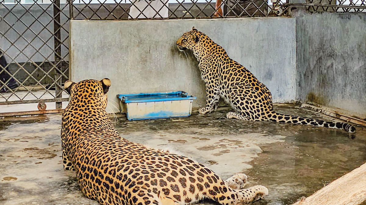 প্রাণী দিবস আজ: লেপার্ড দুটির কোয়ারেন্টিন শেষ হয়নি ৯ বছরেও