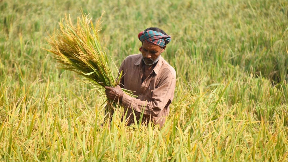 বিএডিসির ৬৫ বছরের অভিযাত্রা: কৃষকের মাঠ থেকে মানুষের পাতে
